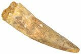 Fossil Spinosaurus Tooth - Real Dinosaur Tooth #357807-1